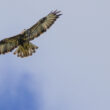 Buse variable
